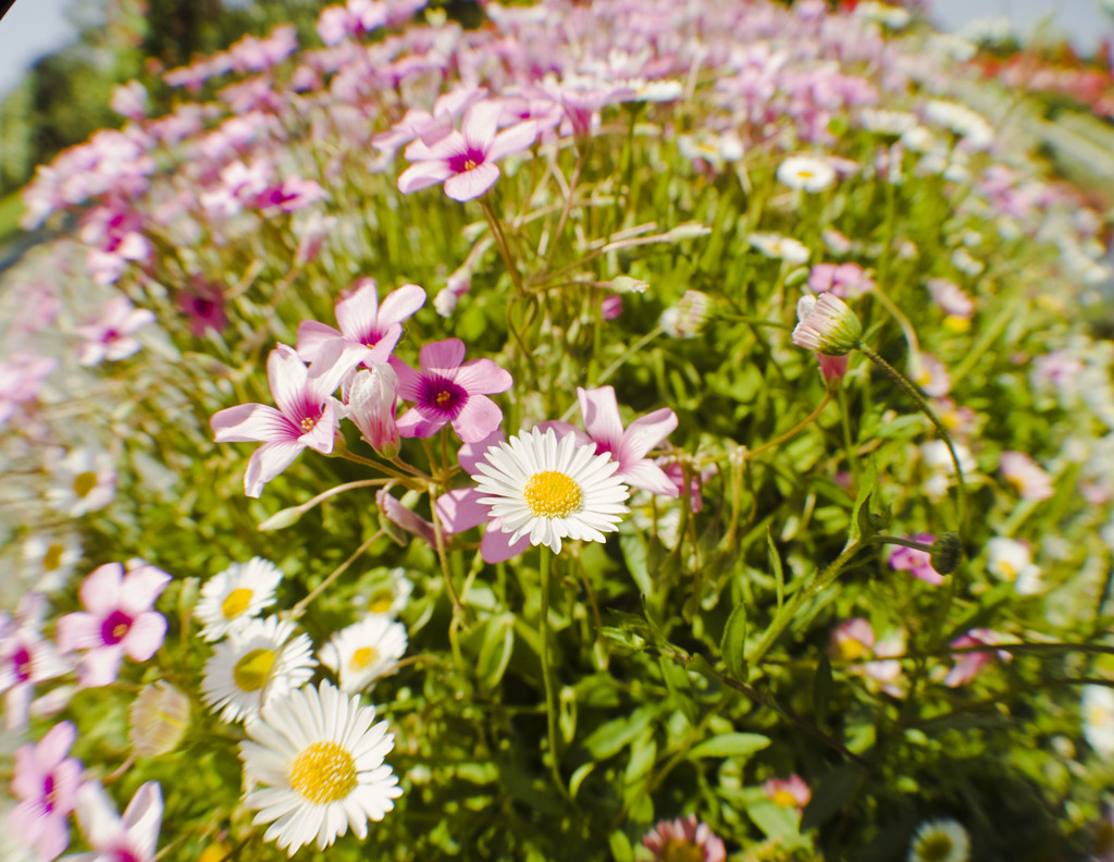 長崎ﾐﾆﾌｪｽﾀ