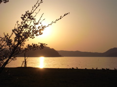 鴨と桜と、そして夕陽と２