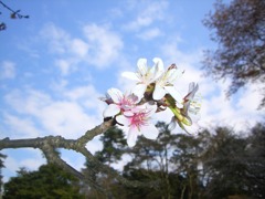 自然と桜と青空と
