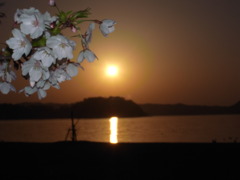 鴨と桜と、そして夕陽と４