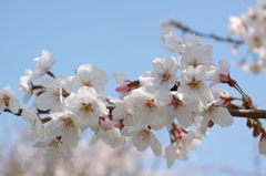 大神神社の桜 その2