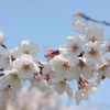 大神神社の桜 その2