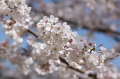 大神神社の桜 その1