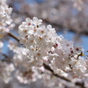 大神神社の桜 その1