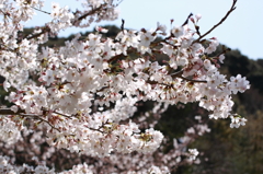 三輪山と桜