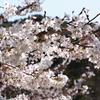 三輪山と桜