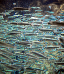 サケの稚魚