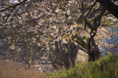 気仙沼の桜