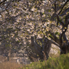 気仙沼の桜