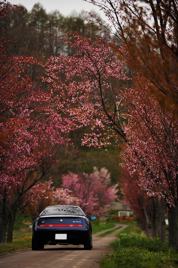 山桜