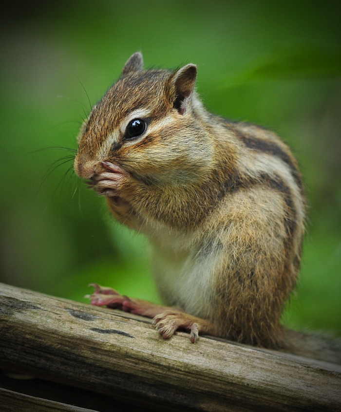 シマリス