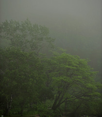 霧
