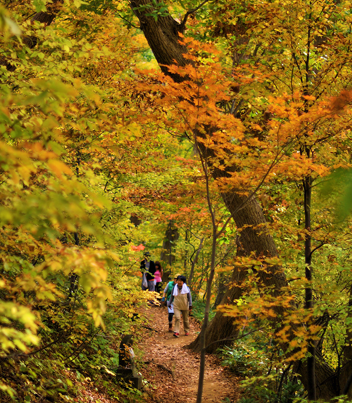 紅葉円山