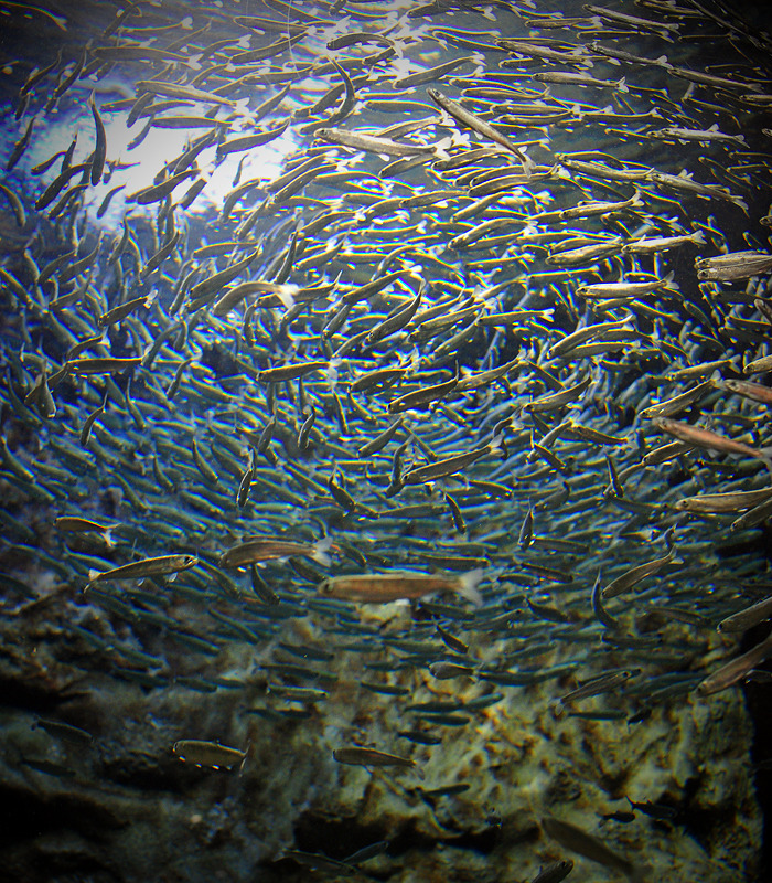 サケの稚魚