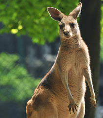カンガルー
