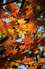 紅葉