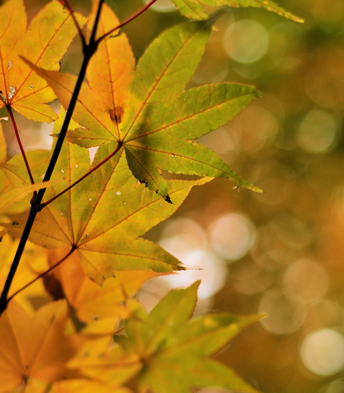 紅葉円山