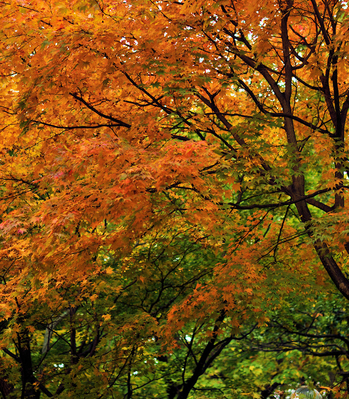 紅葉円山