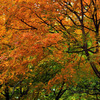 紅葉円山