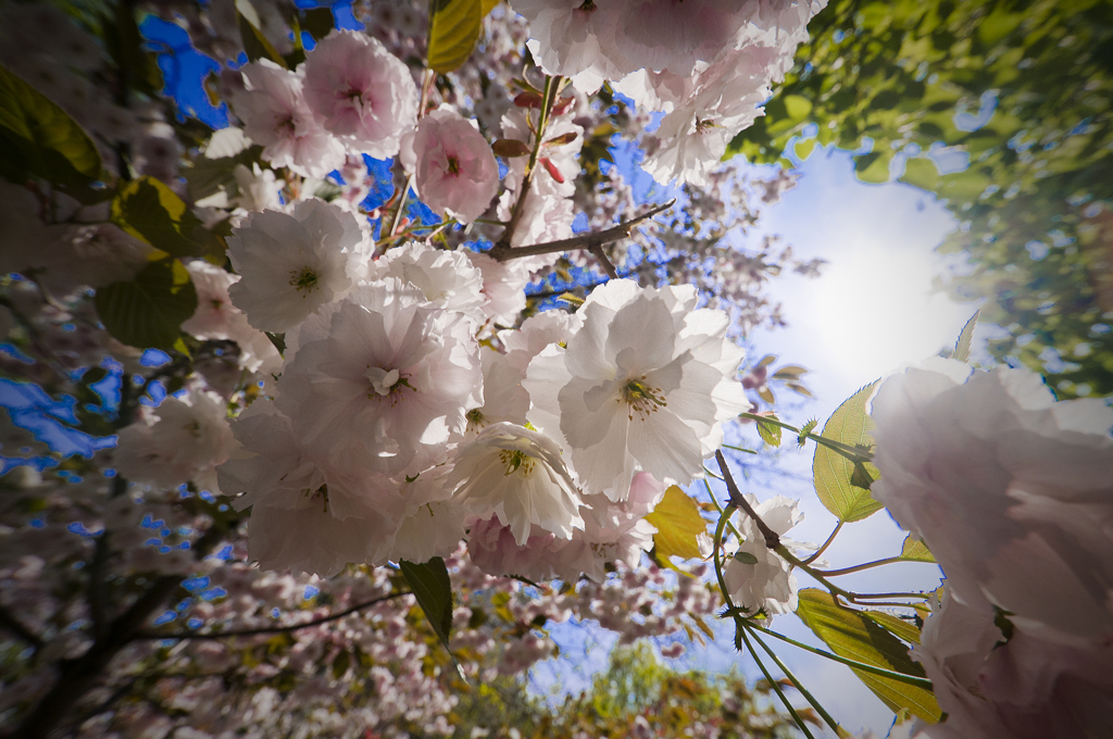 桜