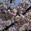 DSC00008