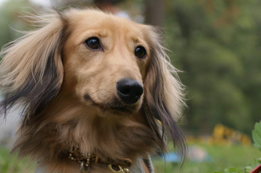 凛々しきジェントル犬