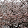 DSC00035