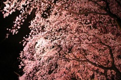 rikugien5