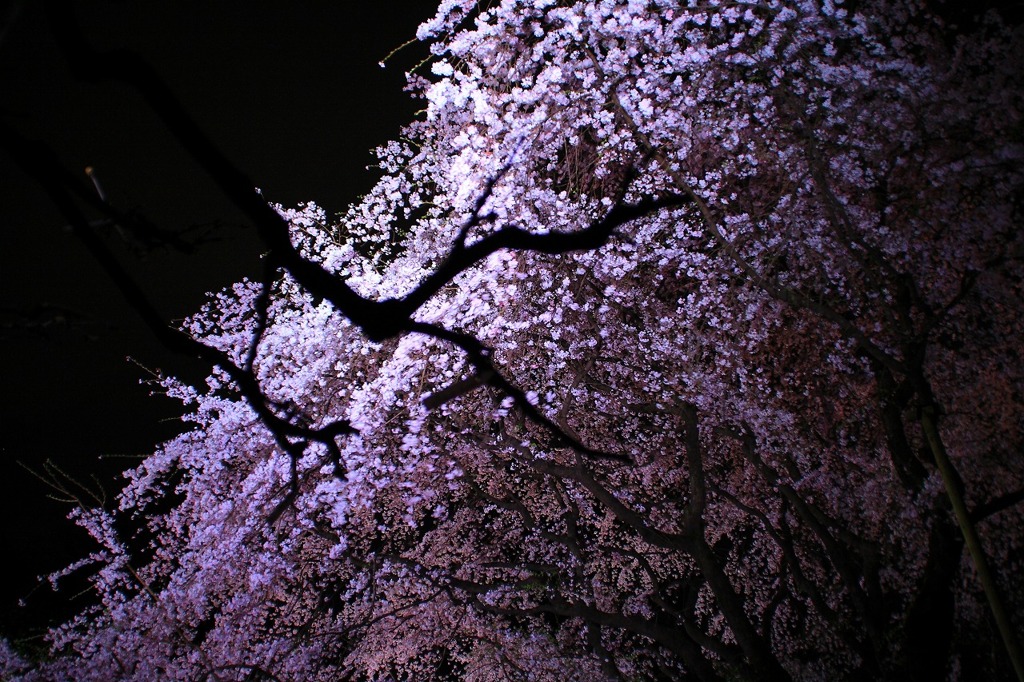 rikugien11