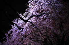 rikugien11
