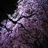 rikugien11