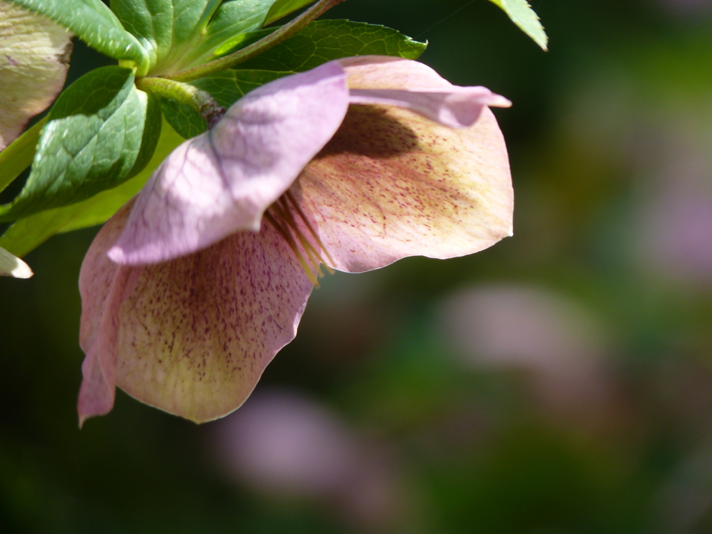 クリスマスローズ