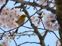 さくらと、めじろ（その１）