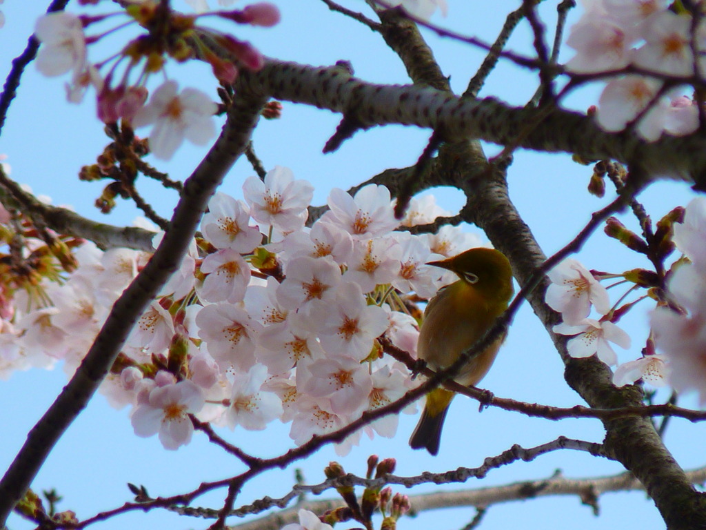 さくらと、めじろ（その２）