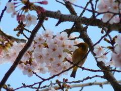 さくらと、めじろ（その２）