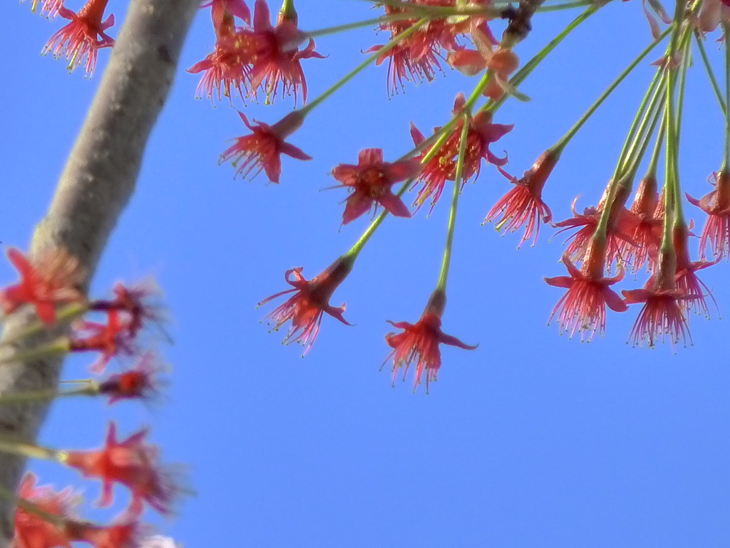 さくらんぼになりますように♪
