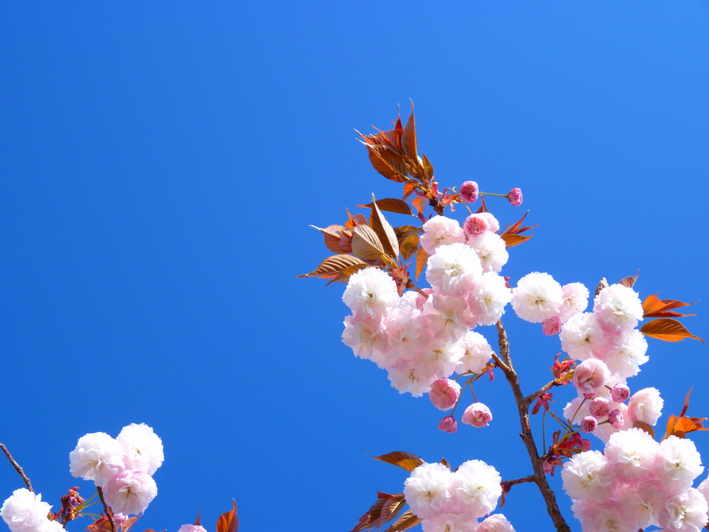 八重桜