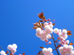 八重桜