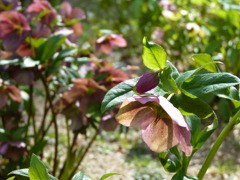 クリスマスローズ