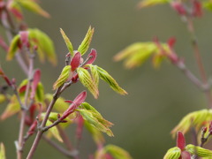 もみじの赤ちゃん