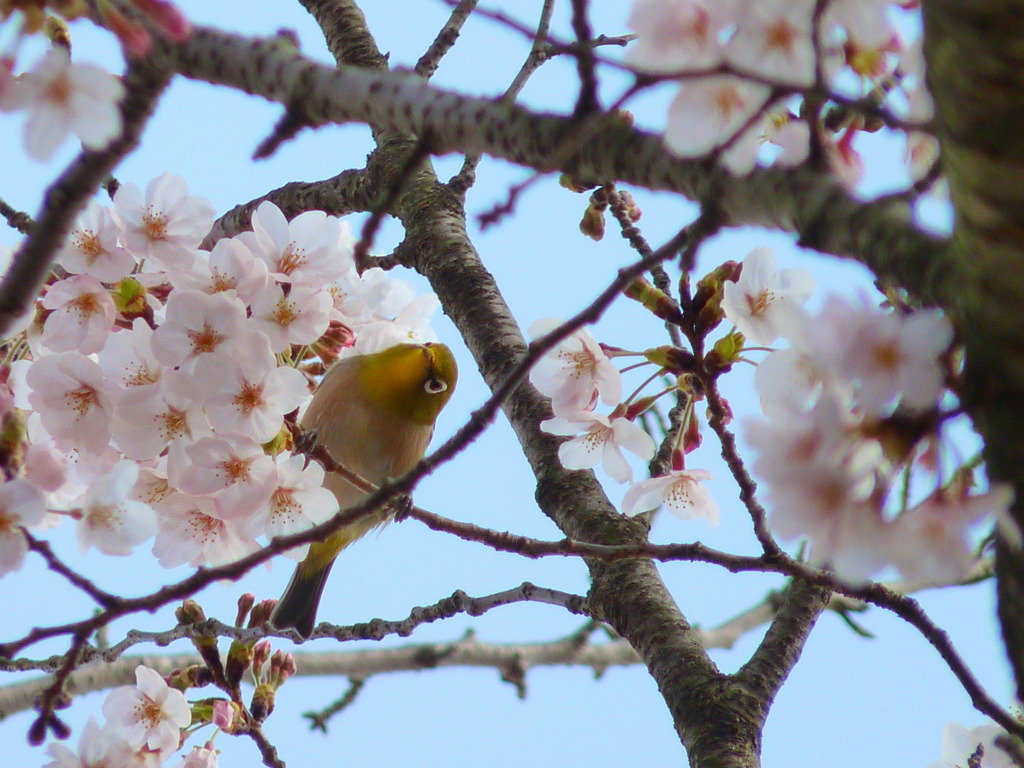 さくらと、めじろ（その３）