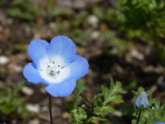 ネモフィラの花