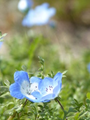 ネモフィラの花