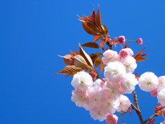 八重桜