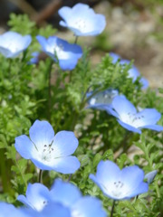 ネモフィラの花