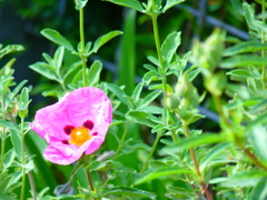 ピンクのお花