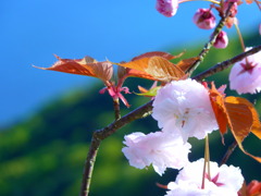八重桜