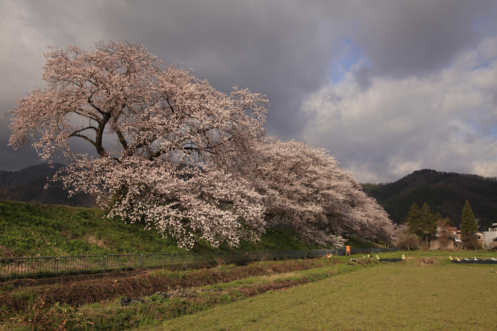 桜