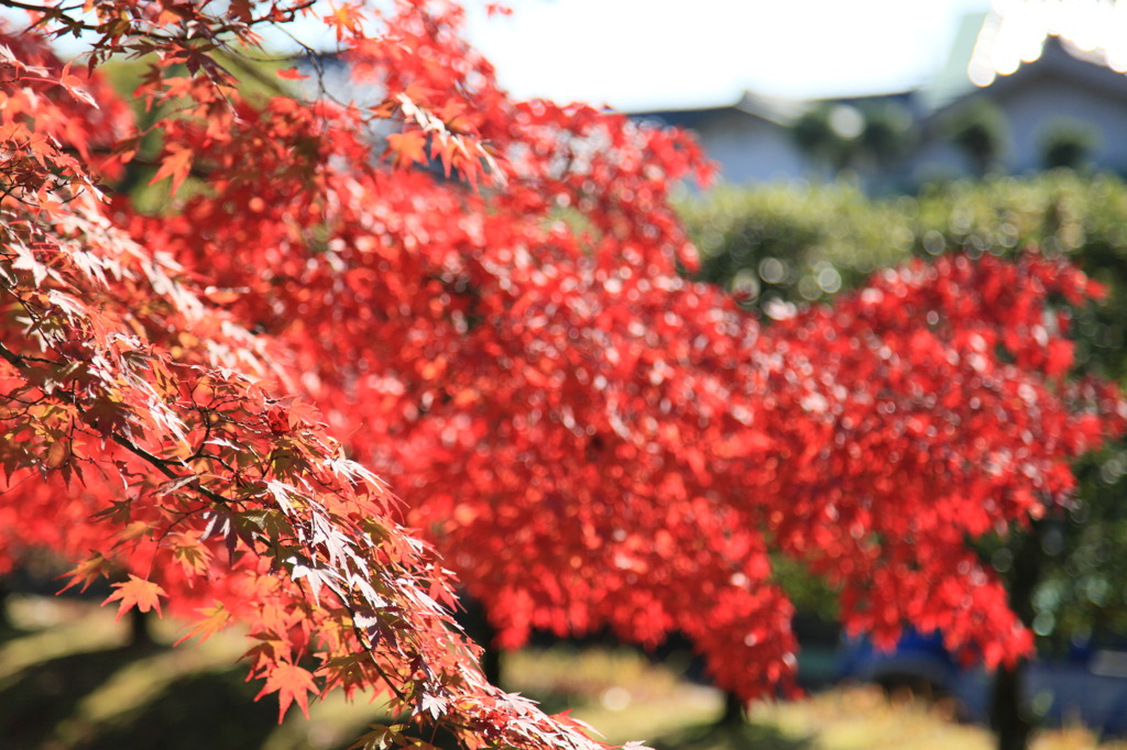 紅葉