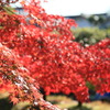 紅葉